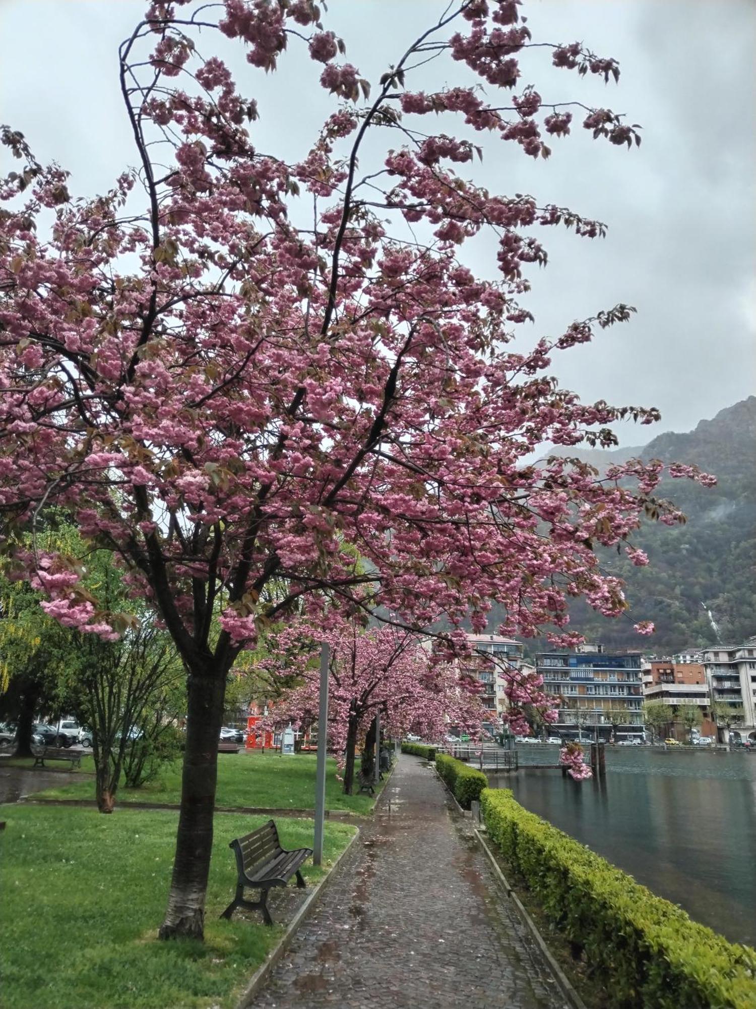 Un Balcone Sul Lago Omegna Bagian luar foto